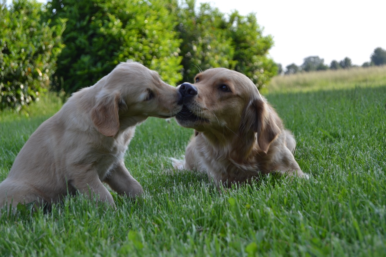 September 2025: Hunde erziehen perfekte Hunde