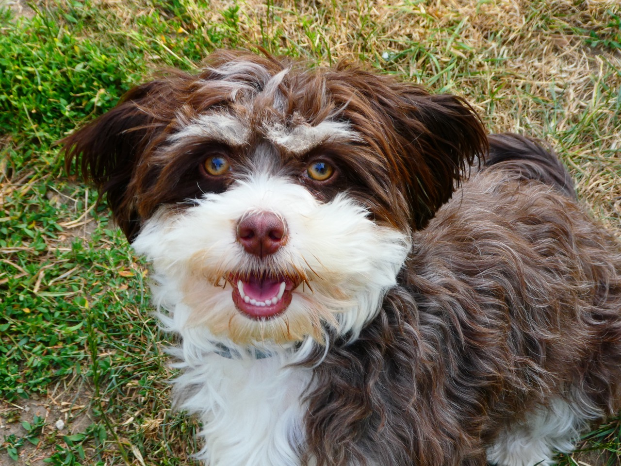 Juni 2025: Hund und gesund 